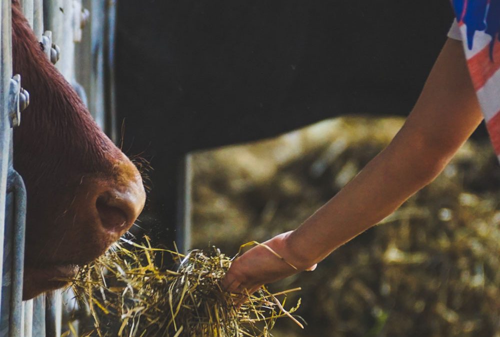 Andy Cook – Lincoln University